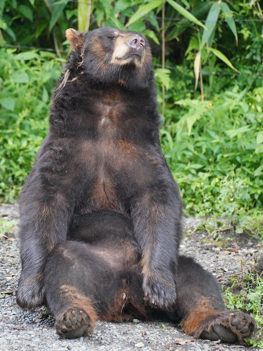 fuji_safari1980's tweet image. 夕方、心地よい風が吹いてきました 🍃
#アメリカグマ #americanbear
fujisafari.co.jp/?utm_source=tw…
