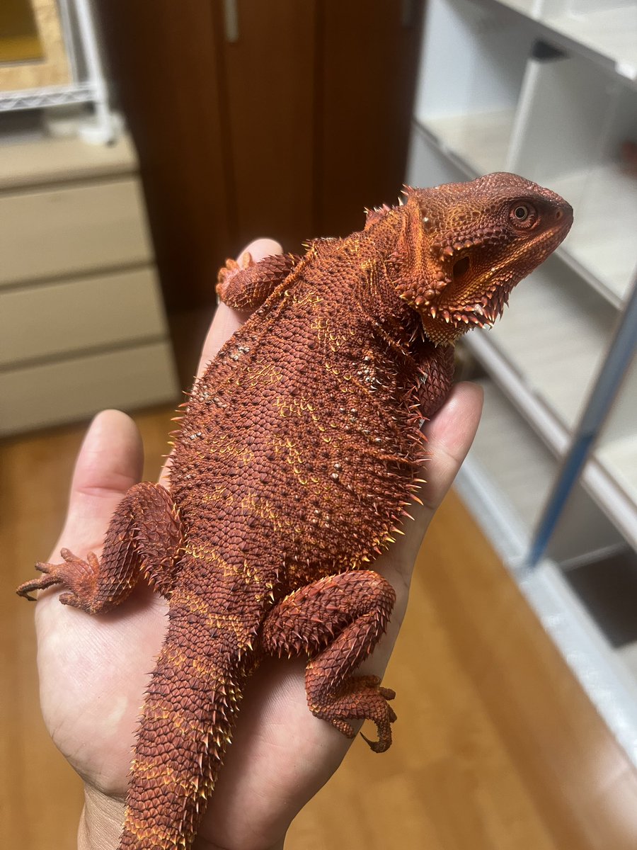 かなりかっこよくなってきた😆
体格、状態文句なし‼︎

メス
ヤングアダルト
ダークレッドRM100%

この子も販売可能です❗️
お気軽にお問い合わせ下さい☺️