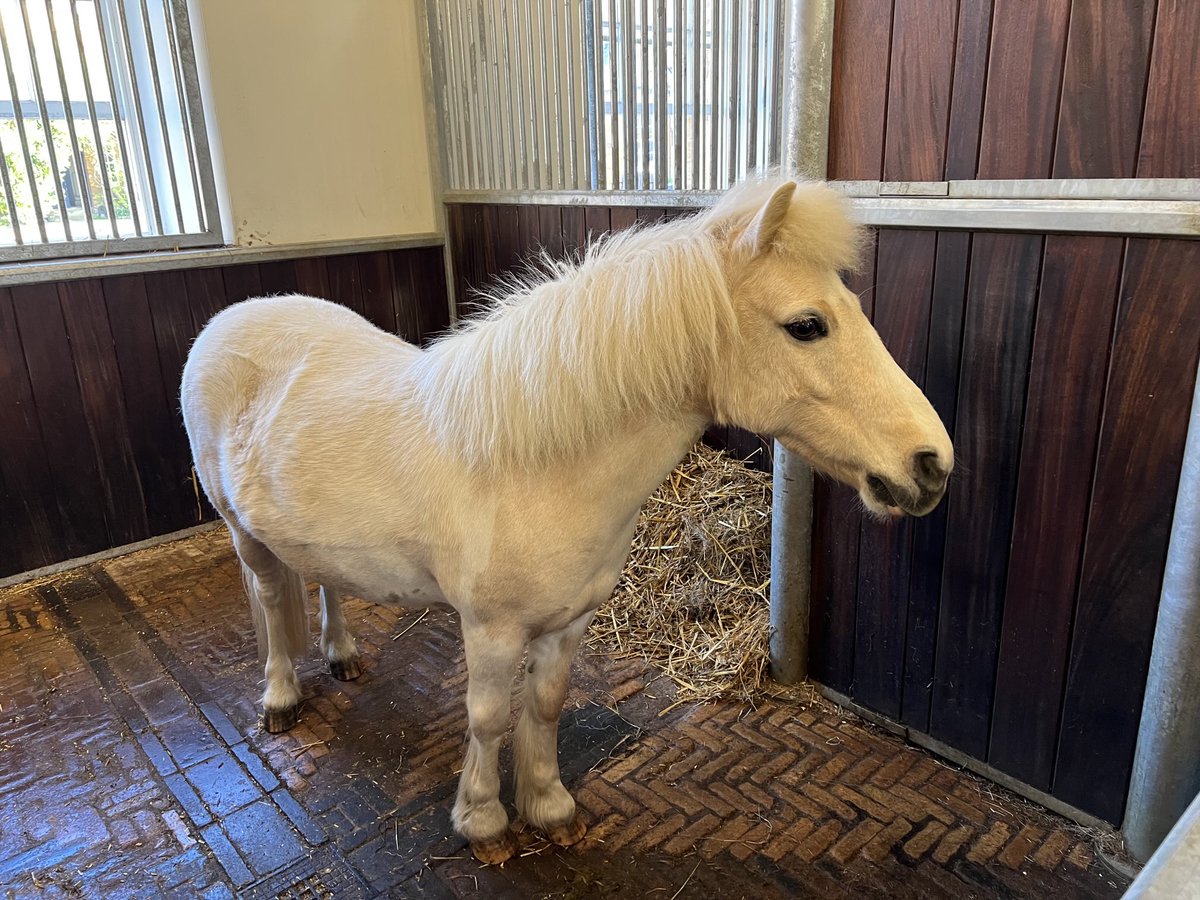 cspencer1508's tweet image. Lemon, the smallest inhabitant of Althorp’s Stables, belongs (suitably) to the smallest member of the Spencer family - my darling 2 year old granddaughter. They make a formidable duo.