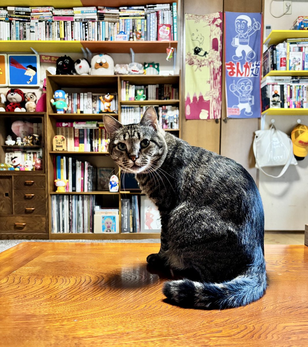 fcummavo's tweet image. シーメーを用意してくれまいか！
