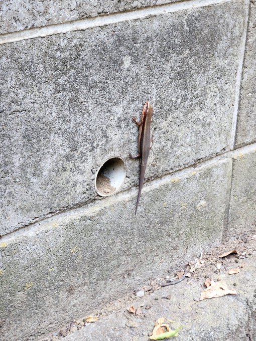 今日のとかげ🦎 