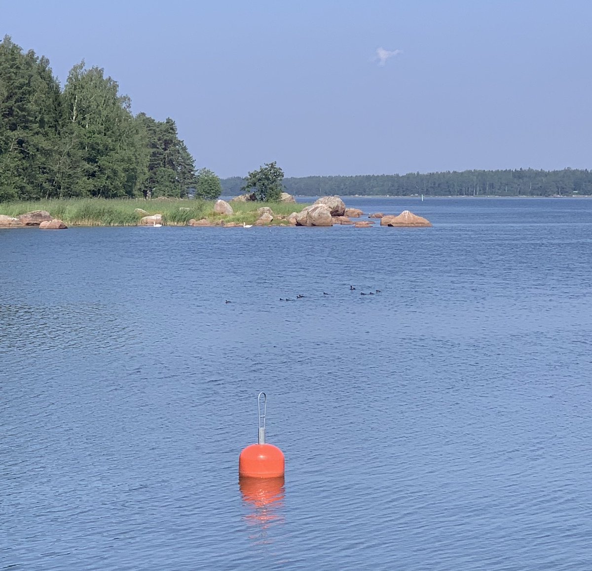 Lempimartta's tweet image. Martanpäiväyllätys!#koskelo lla 9 pientä poikasta. Näetkö? Taustalla nuori joutsenpari. #itäinensuomenlahti