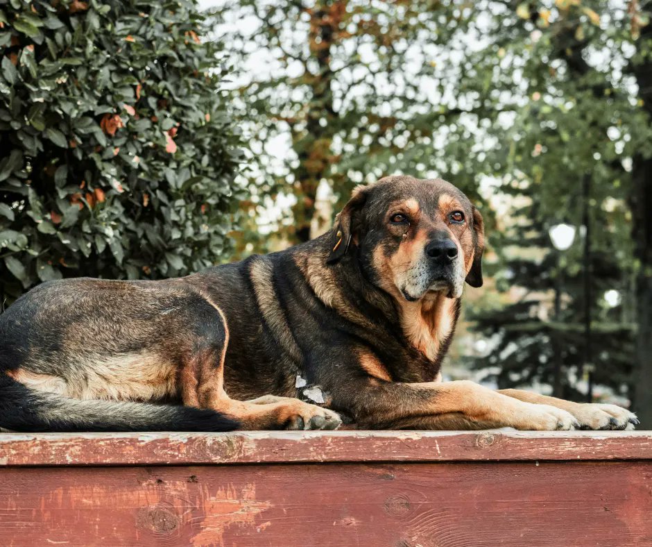 1/7

Title: When Dogs Take the Blame: How Murderers Hide in Plain Sight - A Thread

When tragedy strikes and someone passes away in suspicious circumstances, the presence of stray dogs nearby becomes an easy target.

Read On 🧵⬇️