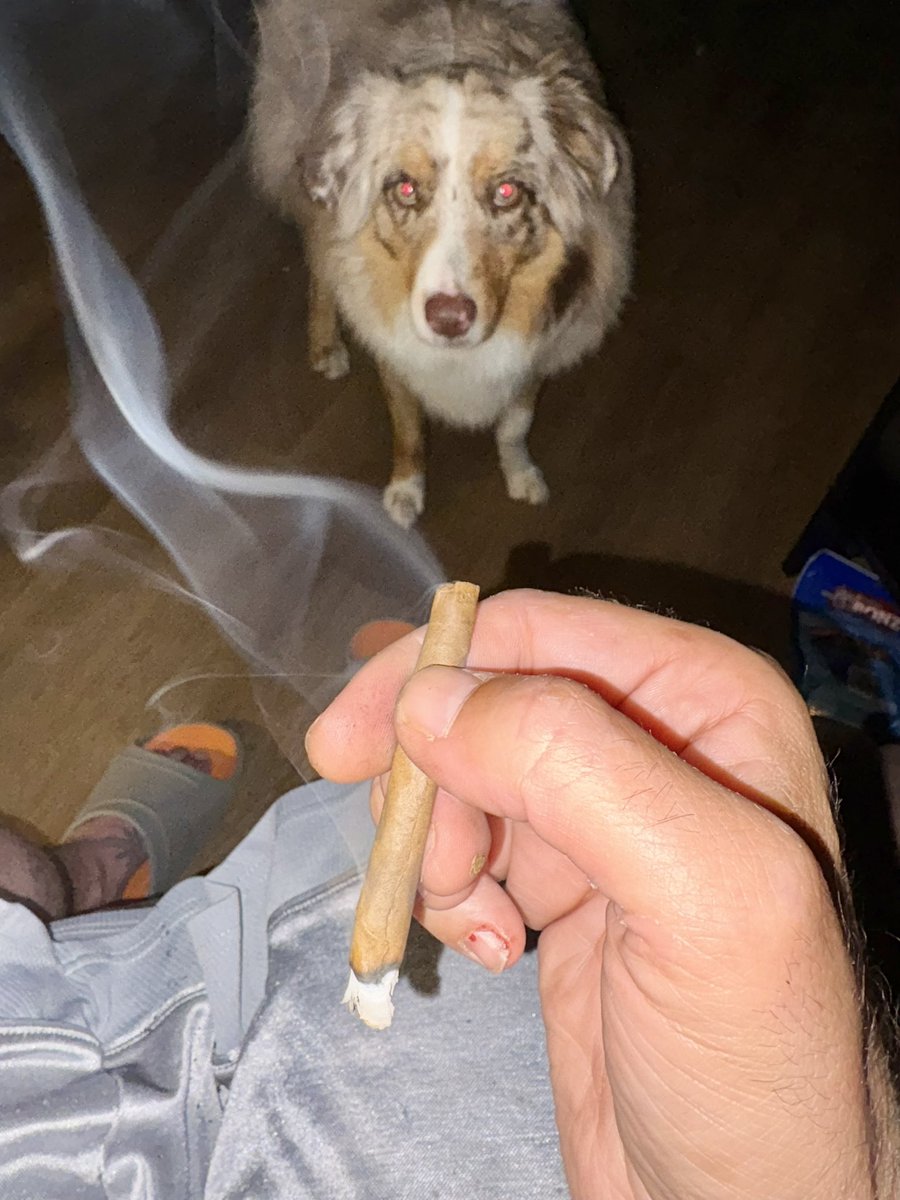 Posted up.. 🫡💨

🌲 &amp; 🍯 from <a href="/KushWorldShop/">KushWorld</a> 

🔗 Get it here 👉 kushworld.shop