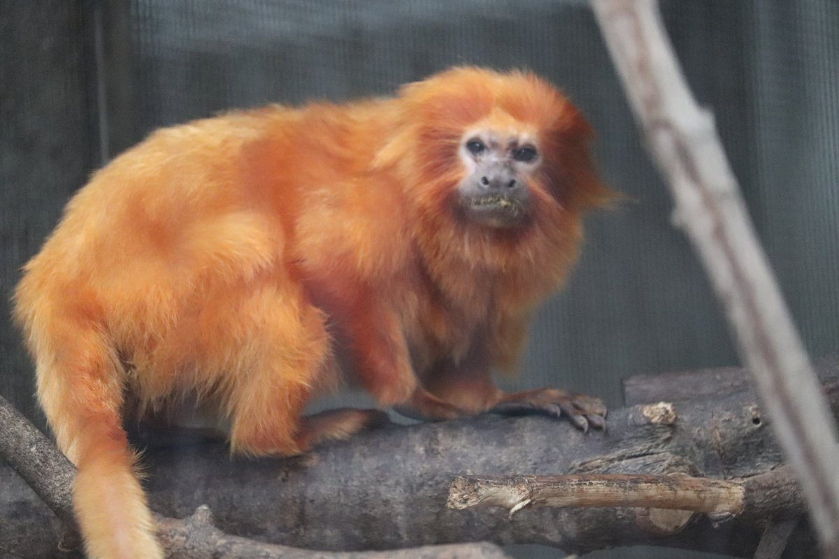 hamamatsuzoo's tweet image. 🐒8月2日は #ゴールデンライオンタマリンの日🐒
ということで
『GLTの魅力推進週間』を行います!
G(ゴールデン)L(ライオン)T(タマリン)は日本では唯一浜松市動物園にいる動物です!
そして今は♂(名前:エリオ)が最後の1頭です!
1週間かけてその魅力を発信していきます📢
#浜松市動物園