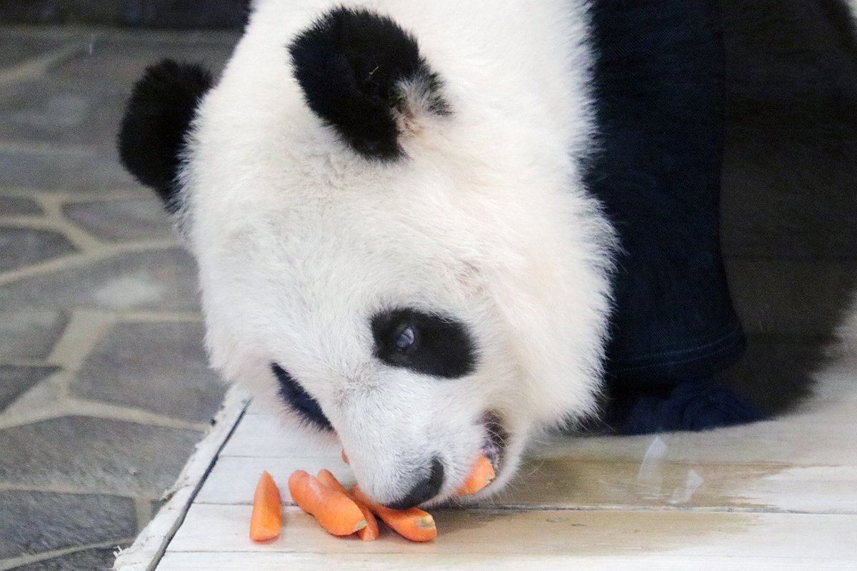 Pandaexn's tweet image. 「なんでも少しずつ、丁寧にね」🐼✨️
#水曜日のお嬢様 #タンタン #パンダ #パンダ沼 #panda #お嬢様の言葉 #タンタンさん