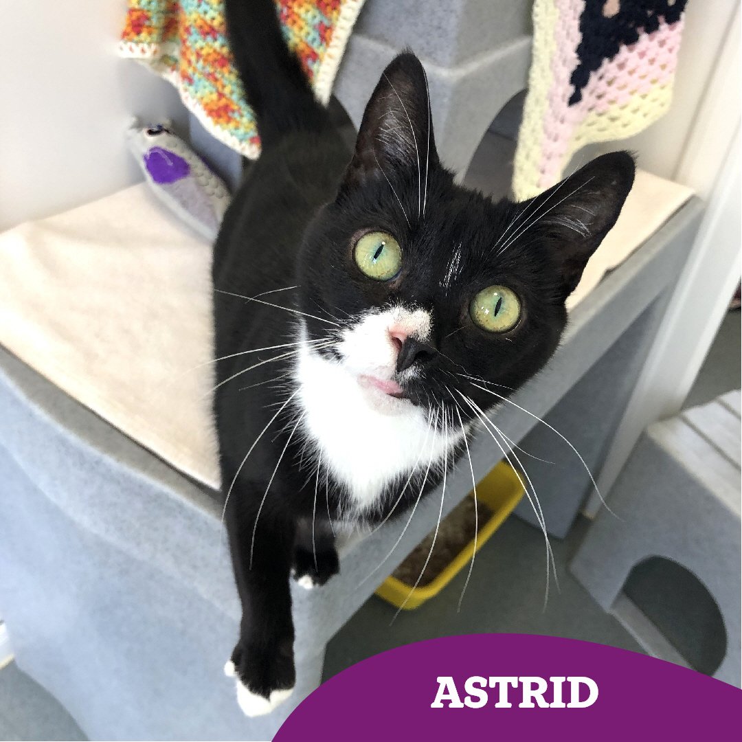 CatsTyneside's tweet image. 9 year old Astrid has sadly been in and out of care for 260+ days now 😿
She's desperately hoping to find her #fureverhome and experience those sweet home comforts soon 🤞🏻 could you lend a helping paw and share her story? 🐾
Find out more 👇🏻👇🏻
cats.org.uk/findacatform/?…