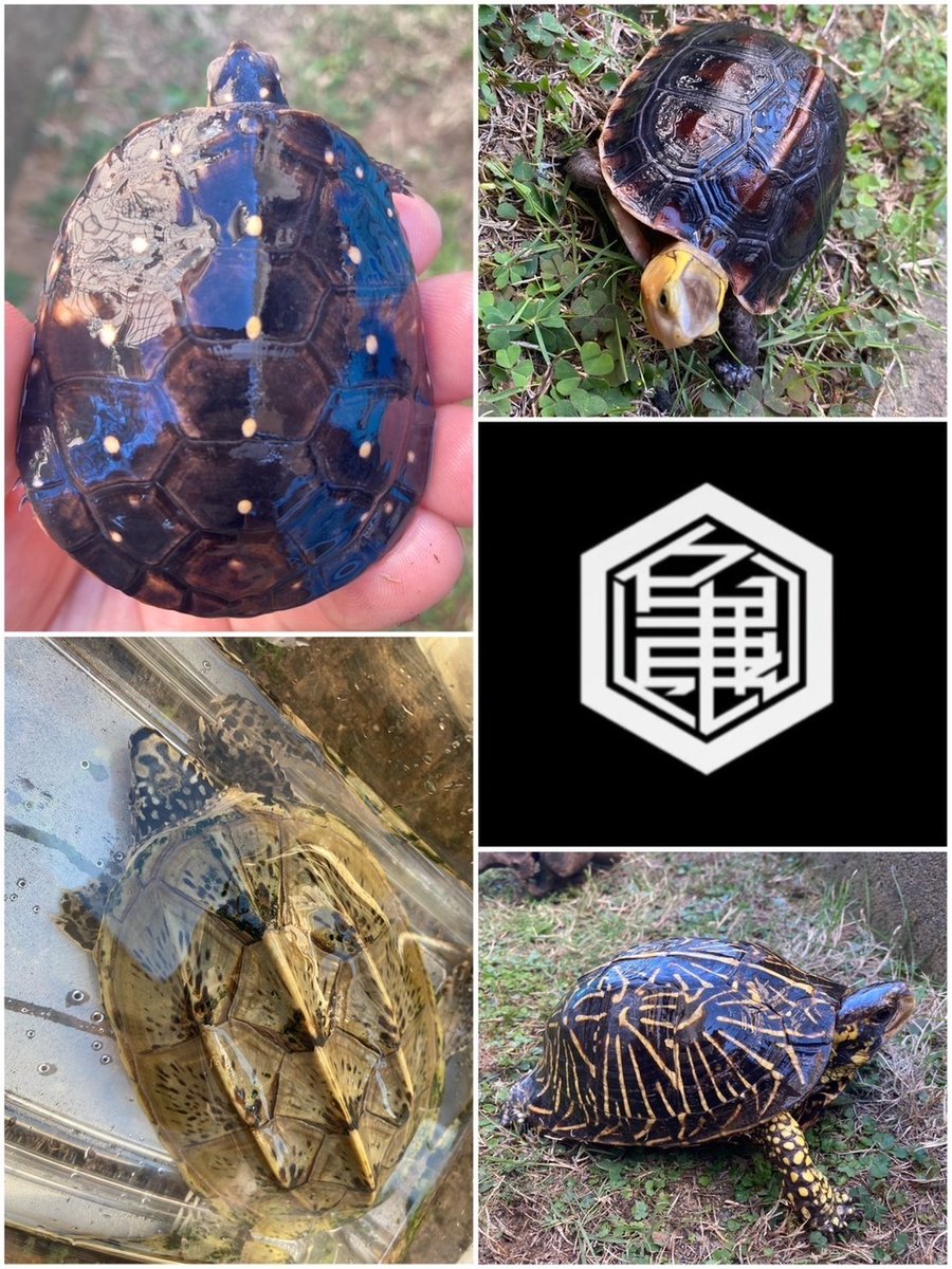 exoticreptilexp's tweet image. ☆7/27(日)に開催されるEXPO東京浅草がいよいよ明日開催されます!!!
鶴亀商会さんをご紹介します♪
趣味で30年以上、亀達と向き合ってきました。
このたびご縁があり、初出展させていただきます。
今... 詳しくは 2su.jp/0UUV