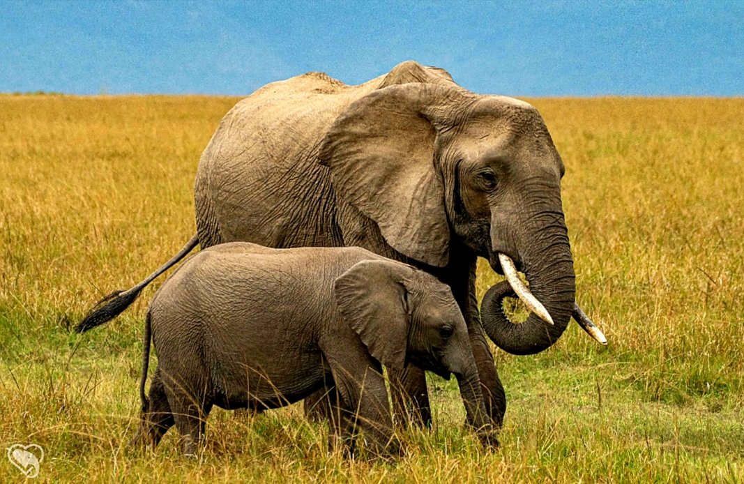 CitysFElephants's tweet image. 🦣 In just over 2 weeks and some days it will be that time again.
We are celebrating
🦣 12th August 2025
#WorldElephantDay2025
#WorldElephantDay 🦣
📸 @12August_USA
