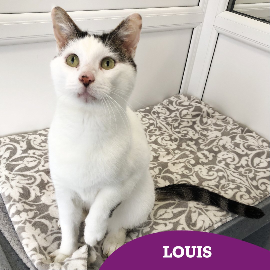 Louis (6) is a friendly boy who loves a good fuss! He's a pretty outgoing and adventurous guy who takes everything in his stride, and we know he will make the purrfect addition to someone's family 🏡

Find out more 👇🏻👇🏻
cats.org.uk/findacatform/?…