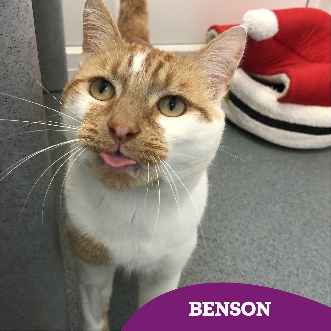 blep👅

1 year old Benson is a lovely gentle lad who is still adjusting to life here at our centre. He would be best suited to an adult home with no other pets so that he can be the centre of everyone's attention! 🏡

Find out more 👇🏻👇🏻
cats.org.uk/findacatform/?…