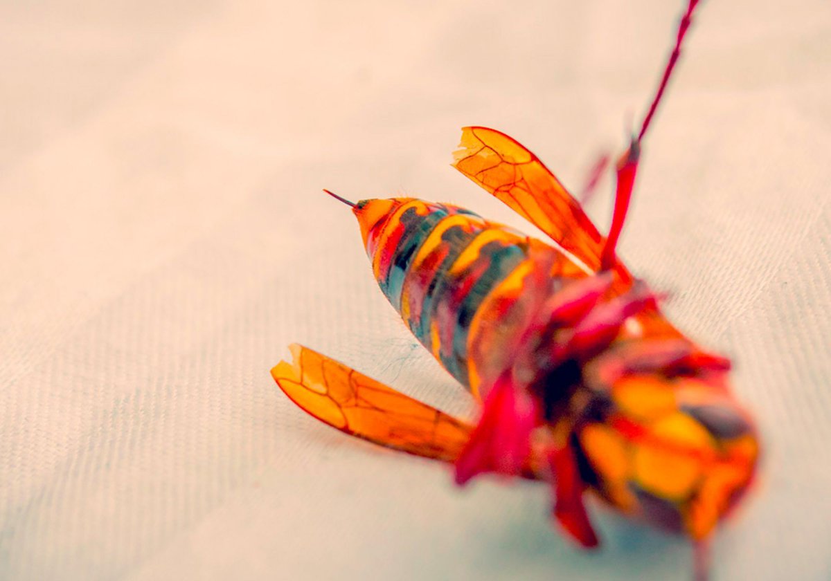 palehorsepest's tweet image. 🐝 Hornets invading your Bristol garden? They&apos;re bigger &amp;amp; meaner than wasps! Look for football-sized nests in trees &amp;amp; shrubs. Don&apos;t poke—call our BPCA experts for eco-friendly treatment. From just a call away! DM for details. #HornetControl #BristolSummer #PestExperts