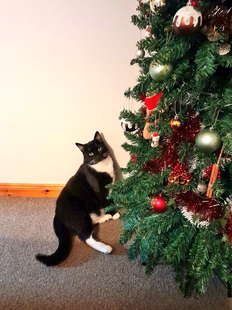 SputnikTheCat's tweet photo. I made sure to tell him to live to the absolute fullest in his next life, and all the ones after that. 

Live a long and happy second life, my sweet boy. Catch all the bugs, shred all the boxes, enjoy all the snuggles.

And when it's time, I'm sure we'll meet again. https://t.co/kAqFWnqwpM