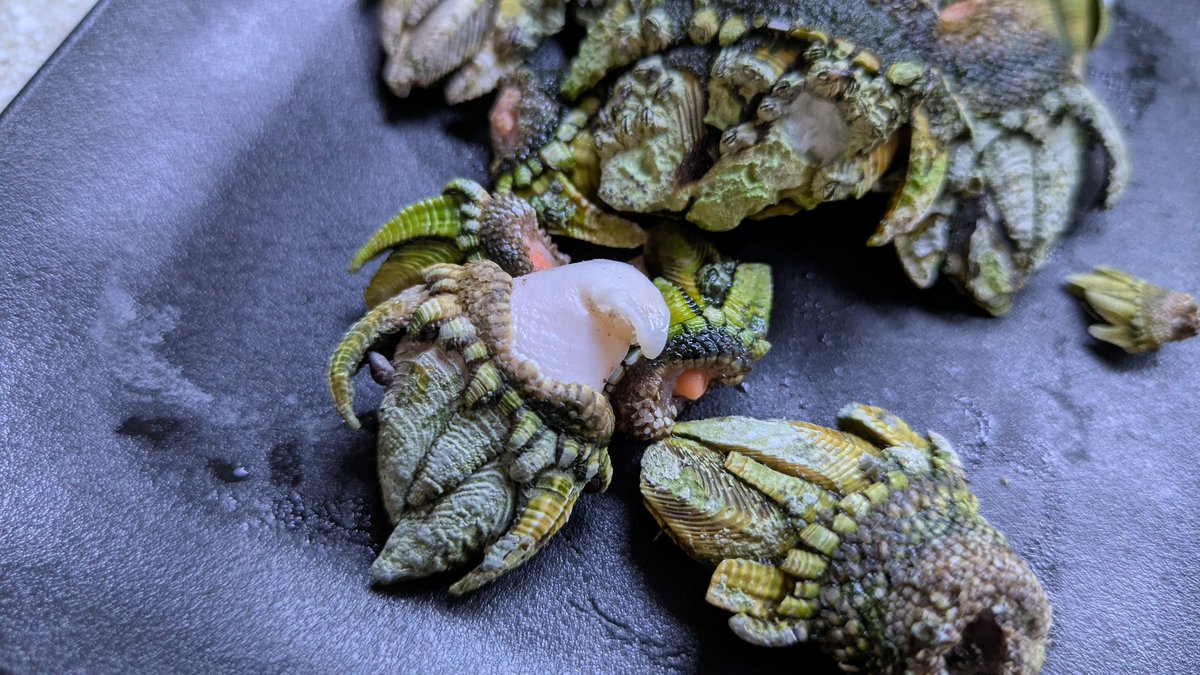 1007yu's tweet image. YouTubeとかで見てて、ずっと食べてみたかったカメノテ。確かにこんな見た目してるのに甲殻類の味して、美味しい。