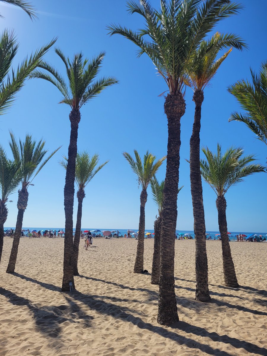 pkas1111's tweet image. 🌴🌴4 son los géneros más habituales de palmeras en 🇪🇸:
➡️Phoenix
➡️Washingtonia
➡️Chamaerops
➡️Trachycarpus
Sabrá que es Phoenix, por su hoja pinnada, que sale como el fresno, en lugar de ser flabelada, cual plumero
📷Palmera datilera (Phoenix dactylifera)