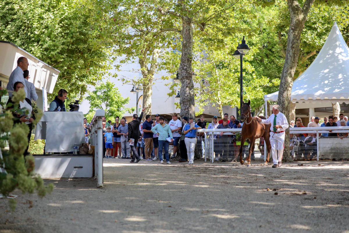 Province Courses / 24H au trot tweet media