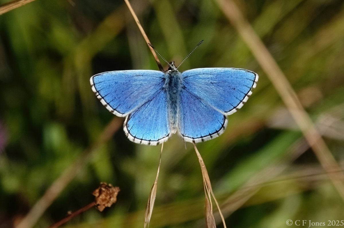 Craig Jones (@craig63jones) on Twitter photo Second brood Adonis Blue. Aston Rowant NNR 25/7/25
<a href="/RowantNNR/">AstonRowantNNR</a> <a href="/UpperThamesBC/">BC Upper Thames</a> <a href="/savebutterflies/">Butterfly Conservation ๐ฆ</a> Second brood Adonis Blue. Aston Rowant NNR 25/7/25
<a href="/RowantNNR/">AstonRowantNNR</a> <a href="/UpperThamesBC/">BC Upper Thames</a> <a href="/savebutterflies/">Butterfly Conservation ๐ฆ</a>