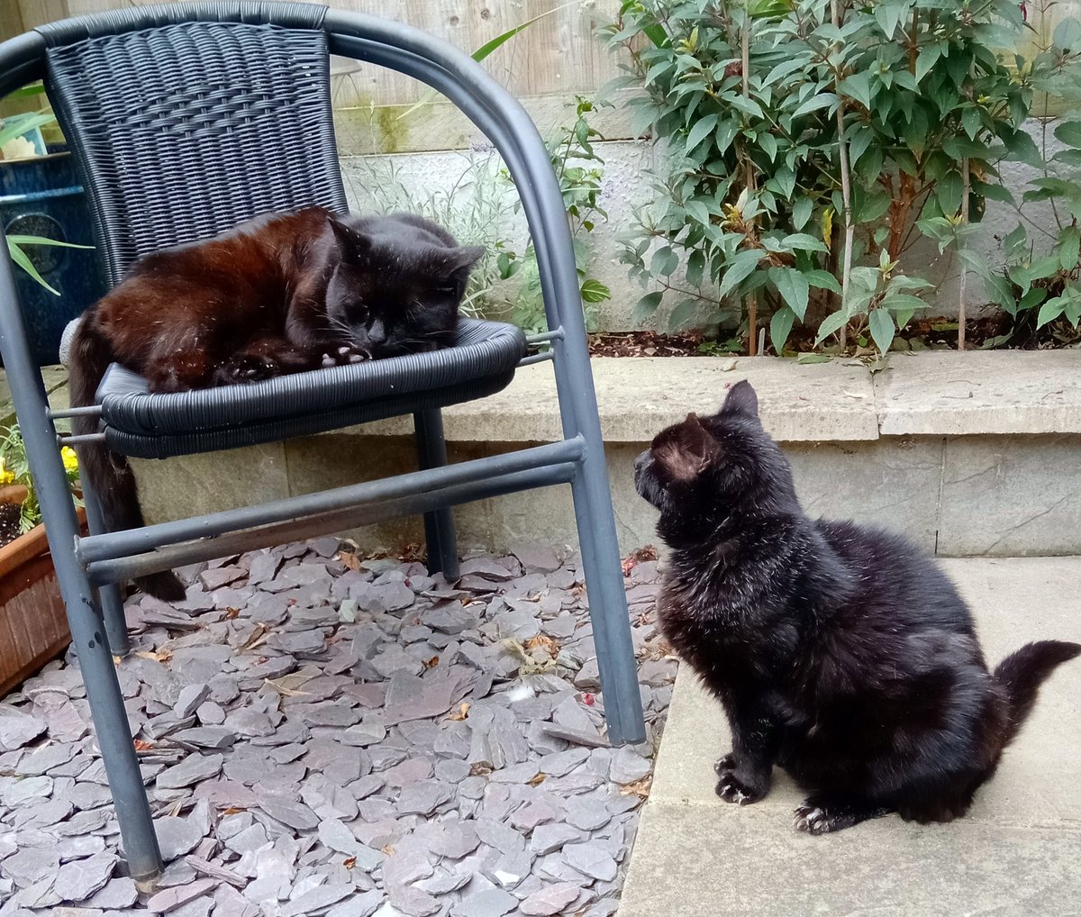 NigelSommelier's tweet image. #Caturday morning with the feline trio. Miss Lulu Furball has commandeered the table while Sid and Bob want the spare chairs. 🐈‍⬛😺🐈‍⬛