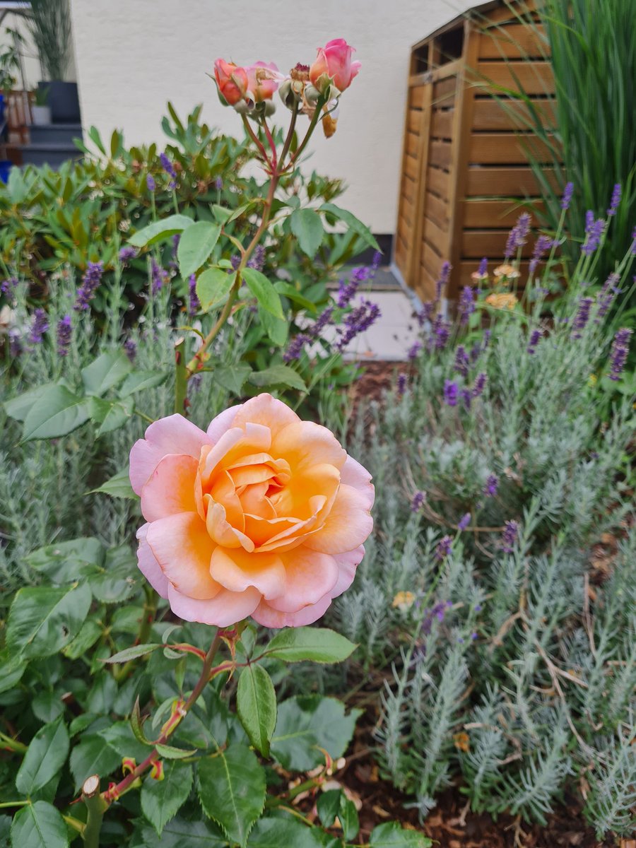 💬 "💐 are - apart of women - 🤷‍♀️
the most beautiful gift 🎁
that god has given to the 🌎."
Christian Dior 🙏

📸 by me for you 💕 with best
wishes for a happy weekend 🪻