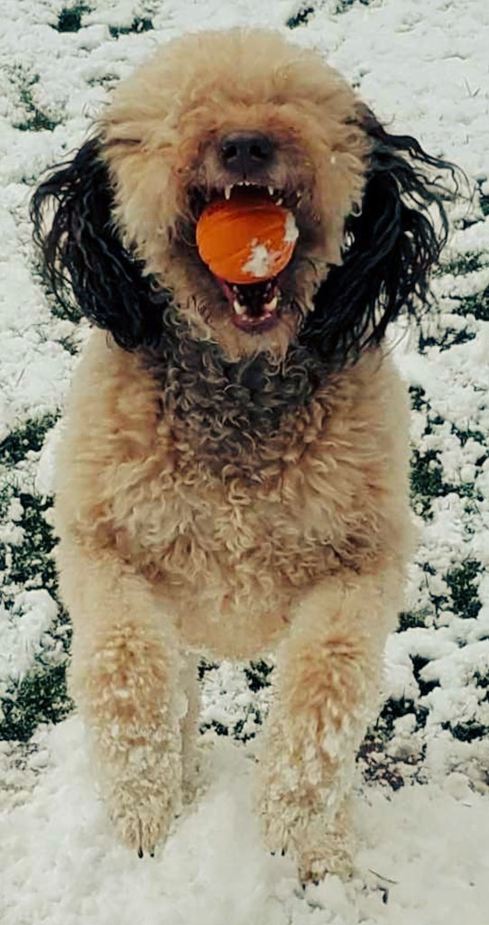 Aaron Scoma tweet media