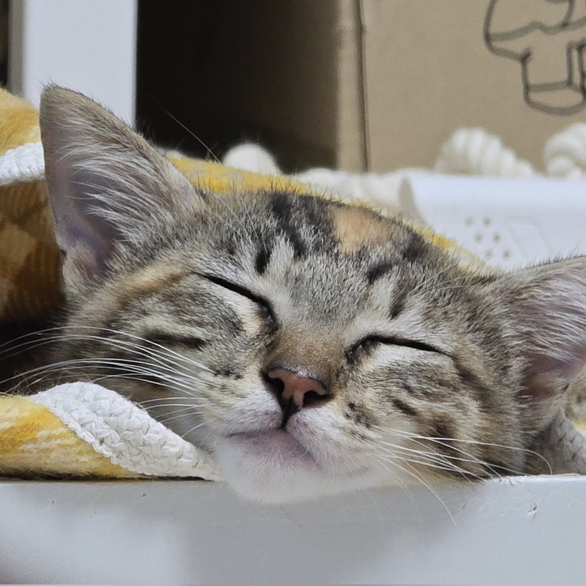 _imbo___'s tweet image. 코 골면서 자는 중
곤히 입양신청 링크⬇️
nabiya.org/adopt
🐱 곤히/여/2025년5월11일생(추정)
🐱 2차 접종/구충완료
#나비야사랑해_곤히 #가족찾는_곤히 #서울경기인천