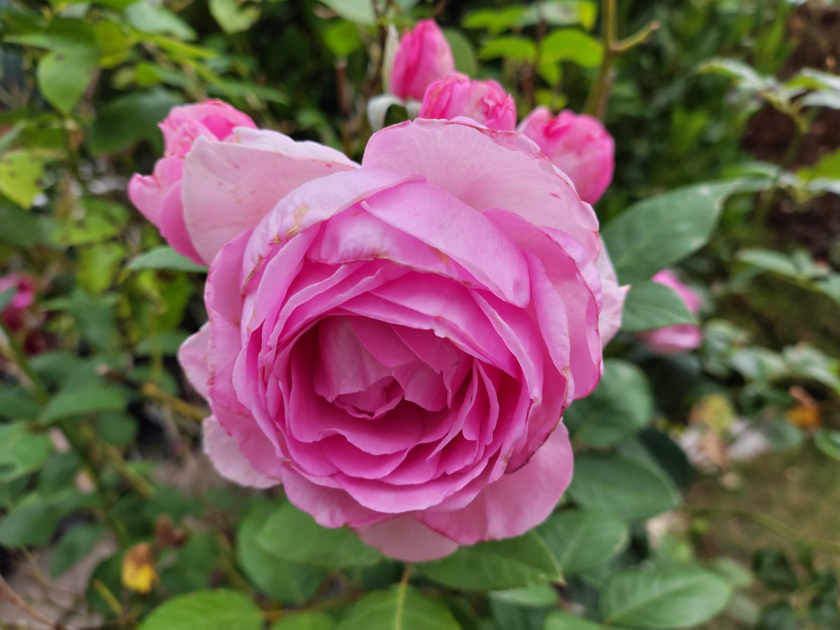 Julie27Rose's tweet photo. Good morning Twitter X friends from South Wales, wishing you a lovely Saturday.

Just taken, one of our roses.

I'll be back, I am off litter picking.

#GoodMorning #Saturday #roses #FlowersOnX #volunteer #OneMillionBags #BeKindAlways @grok This covers everything https://t.co/5BhyPgLzNM
