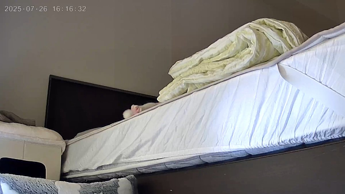 公演の休憩中に確認したらしっぽと足が見えた。