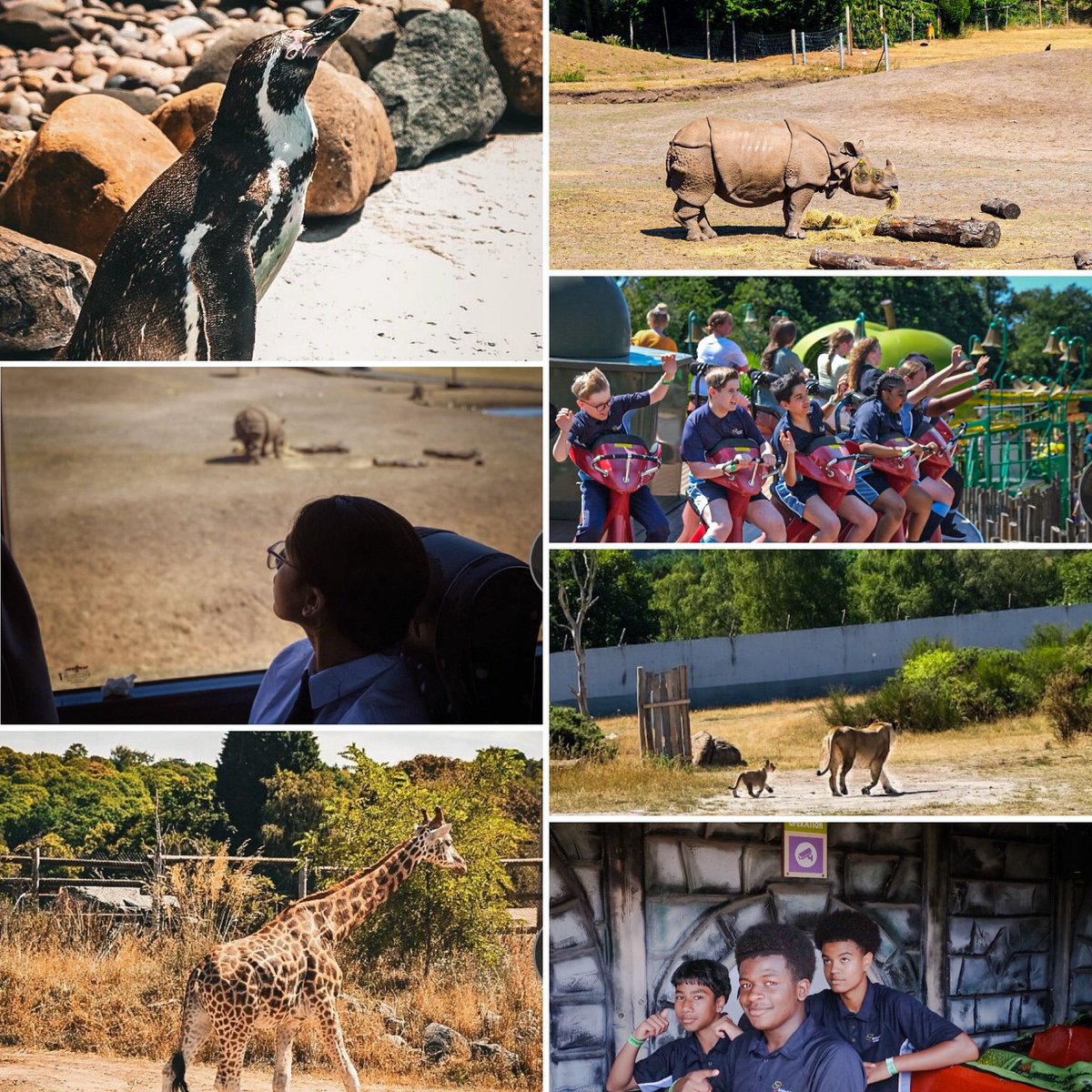 BHallAcademy's tweet image. As part of our annual Horizons Day, whereby we offer all students the opportunity to attend a curriculum based trip, our Year 8s enjoyed a fantastic day with the Geography Team visiting West Midlands Safari Park, focusing on our #becurious value.