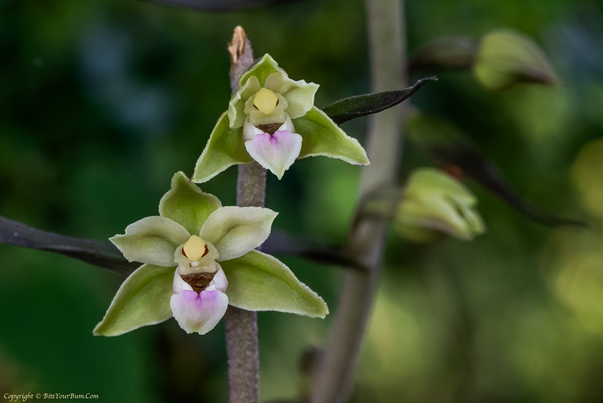 Dawn_and_James's tweet photo. Violet Helleborine Orchids (Epipactis purpurata) 25 July 2025 It may be only 5 photos, but that's approx 29 plants counted in total, on the South Downs National Park In Hampshire
@sdnpa @BSBIbotany @wildflower_hour @ukorchids @Britainsorchids #nativeorchids #orchid https://t.co/AioQ5rFPD0