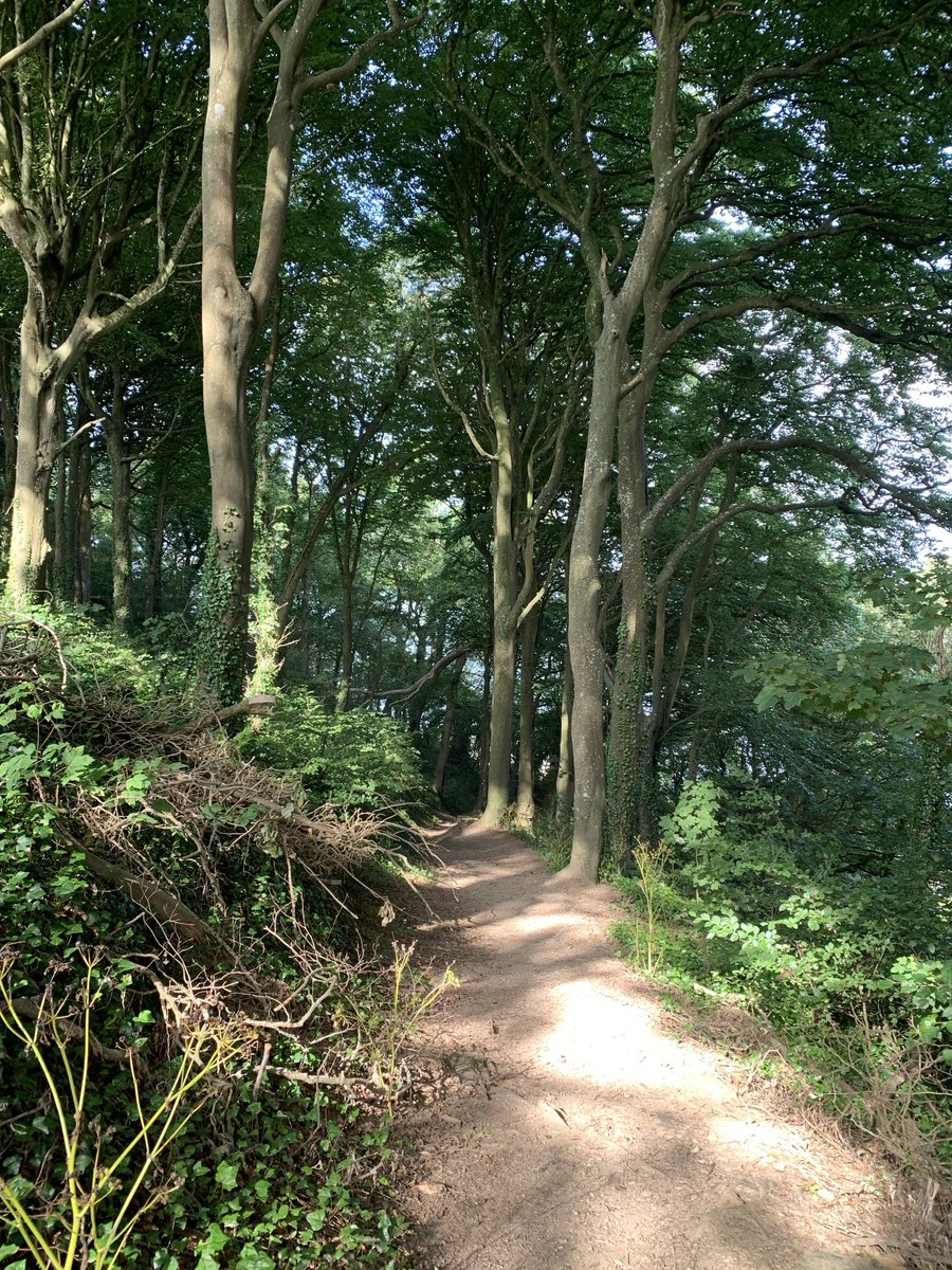 PatWilliams18's tweet image. A lovely walk through the wood and down into Polkerris yesterday #Polkerris #Cornwall #LoveCornwall