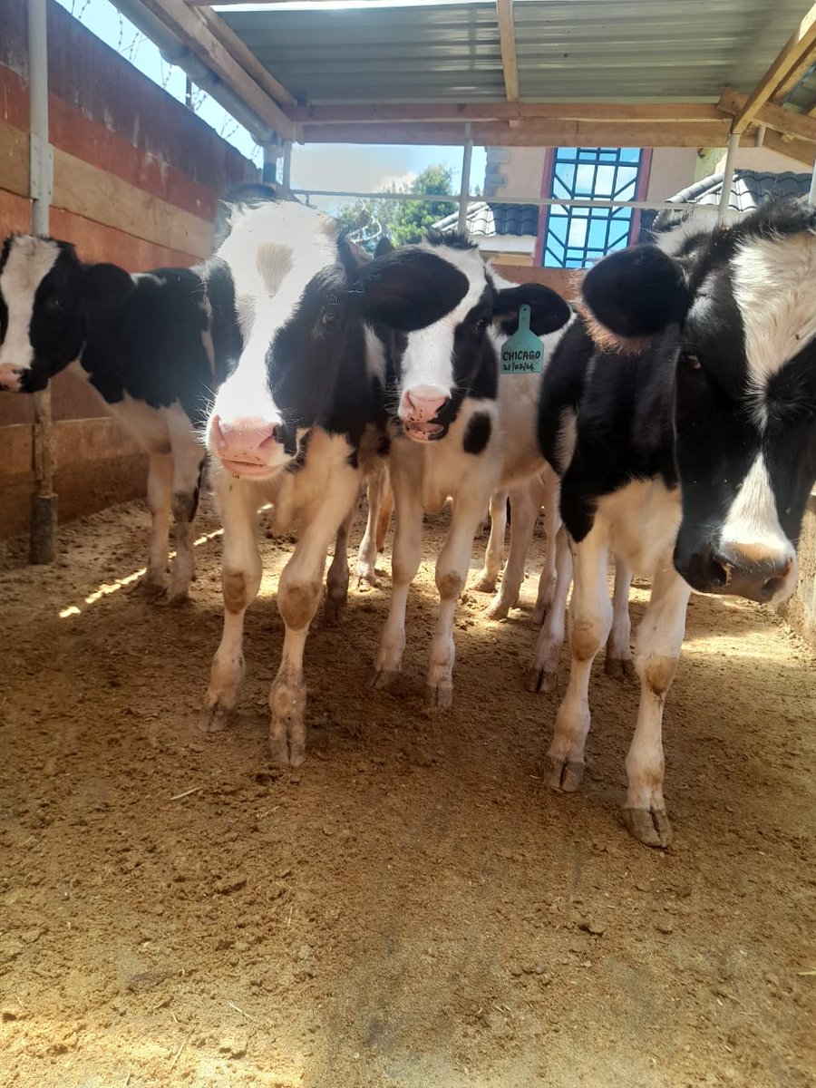 TaahTana's tweet image. PREMIUM PEDIGREE HEIFERS FOR SALE
Top Quality. Healthy. Productive
β
High-yielding bloodlines
β
Disease-free & vet-checked
β
Ideal for dairy & breeding
β
Affordable prices
π Call/WhatsApp: +254713802746
π: Githunguri
#freeeducation Baringo Farouk #DesafioDelSigloXXI