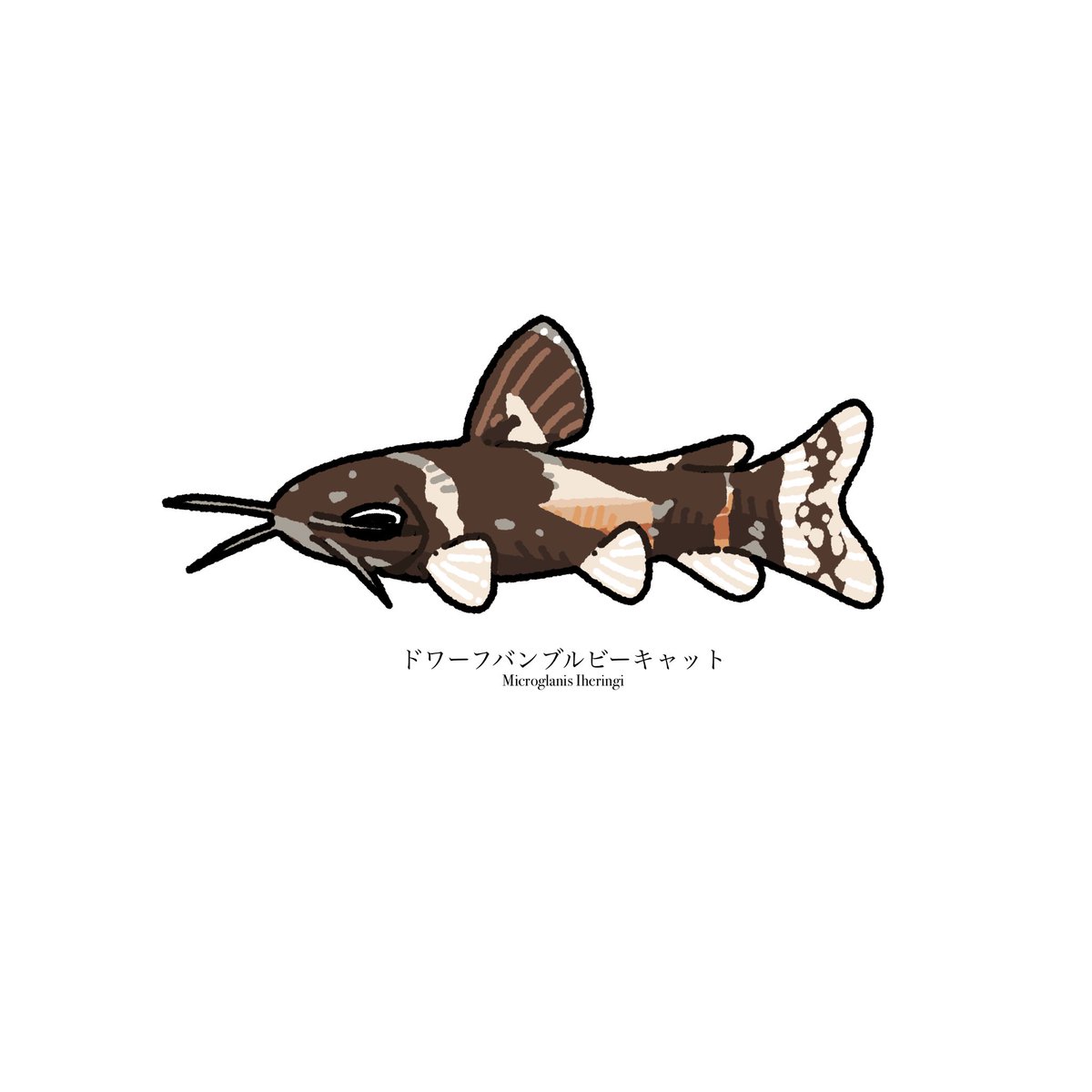 Uebara_day's tweet image. 🐟81日目
ﾄﾞﾜｰﾌﾊﾞﾝﾌﾞﾙﾋﾞｰｷｬｯﾄ