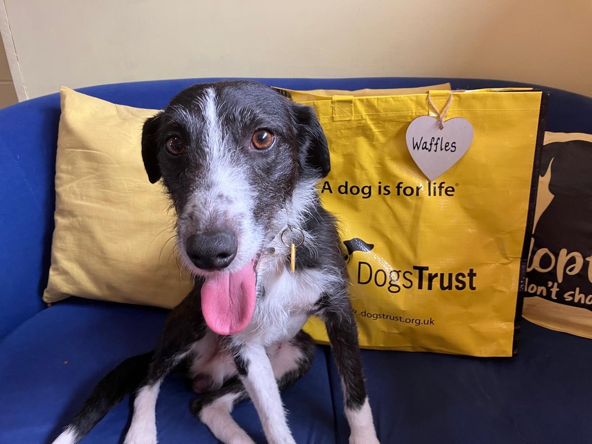 DogsTrust West Calder (Edinburgh) (@dt_westcalder) on Twitter photo Waffles was all smiles as he set off home! 🤩 He packed up his #BigYellowBag and said goodbye to his friends here at the centre! 🏡 Bye Waffles have the best life! 👋🥰
#AdoptDontShop
#ADogIsForLife
<a href="/DogsTrust/">Dogs Trust 💛🐶</a> Waffles was all smiles as he set off home! 🤩 He packed up his #BigYellowBag and said goodbye to his friends here at the centre! 🏡 Bye Waffles have the best life! 👋🥰
#AdoptDontShop
#ADogIsForLife
<a href="/DogsTrust/">Dogs Trust 💛🐶</a>