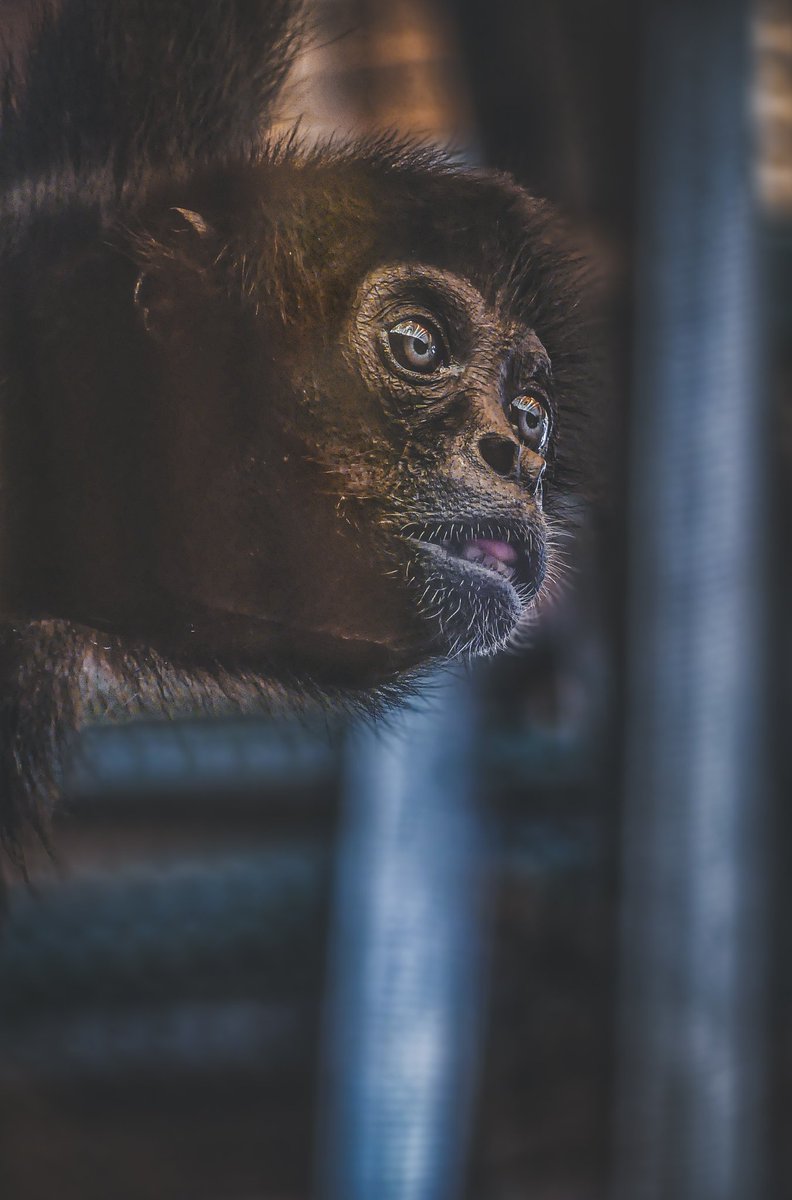 psychoticstate's tweet image. Spider monkey with it's curious gaze
#chesterzoo #photography