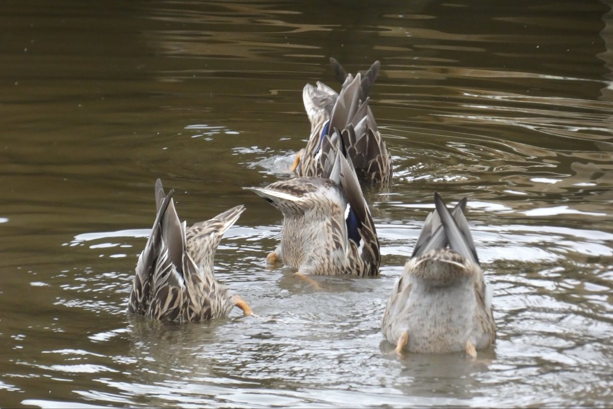 rfj1966's tweet image. Tried to get a picture of some ducks this morning but arsed it up 🦆