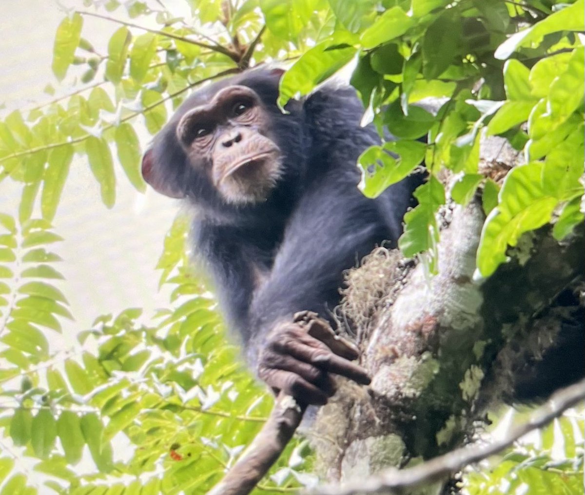 Prof Kathelijne Koops (@kathelijnekoops) on Twitter photo We feel very honoured for receiving a commendation in the International Primatological Society (IPS) Ethics, Diversity, Equality & Inclusivity awards for the Nimba Chimpanzee Project 🤩🙏❤️
<a href="/APE_Group_UZH/">Ape Behaviour & Ecology Group</a> <a href="/UZH_Science/">UZH Science</a> <a href="/JGISchweiz/">Jane Goodall Institut Schweiz</a> <a href="/IPS_PrimateNews/">IPS Primate</a> We feel very honoured for receiving a commendation in the International Primatological Society (IPS) Ethics, Diversity, Equality & Inclusivity awards for the Nimba Chimpanzee Project 🤩🙏❤️
<a href="/APE_Group_UZH/">Ape Behaviour & Ecology Group</a> <a href="/UZH_Science/">UZH Science</a> <a href="/JGISchweiz/">Jane Goodall Institut Schweiz</a> <a href="/IPS_PrimateNews/">IPS Primate</a>