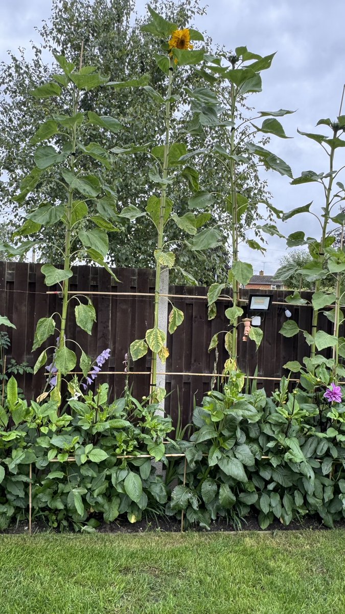 My sunflower has reached the magic 4 metres, just started flowering, so I’m sure it’s reached its maximum height. Dahlias are now beginning to bloom 👍🏻