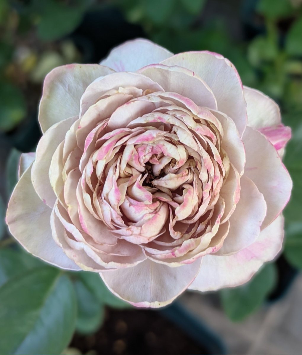 j5FTNd42bUc1k3D's tweet image. ニュアンスのある花色です。

やぎバラ育種農園
グランヴァーズ