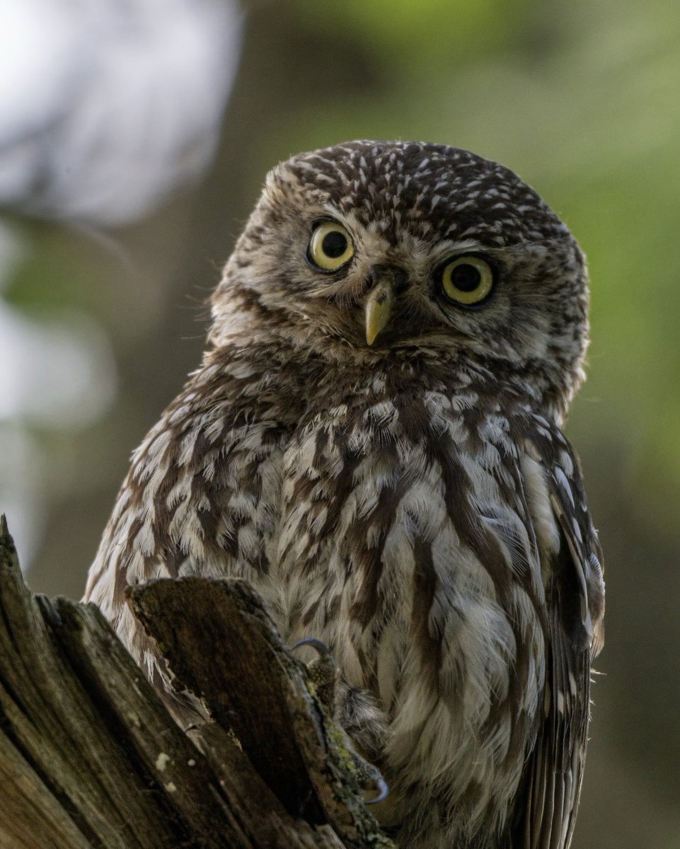 Allan Forsyth (@allan_forsyth) on Twitter photo Little Owl for this morning in County Durham
<a href="/teeswildlife/">Tees Wildlife</a> <a href="/NaturalEngland/">Natural England</a> <a href="/Natures_Voice/">RSPB</a> <a href="/BBCSpringwatch/">BBC Springwatch</a> <a href="/UKNikon/">Nikon UK & Ireland</a> <a href="/teesmouthbc/">Teesmouth Bird Club</a>
<a href="/BirdGuides/">BirdGuides</a>
<a href="/UK_NaturePhotos/">UK Nature</a>
<a href="/teesbirds1/">teesbirds</a> Little Owl for this morning in County Durham
<a href="/teeswildlife/">Tees Wildlife</a> <a href="/NaturalEngland/">Natural England</a> <a href="/Natures_Voice/">RSPB</a> <a href="/BBCSpringwatch/">BBC Springwatch</a> <a href="/UKNikon/">Nikon UK & Ireland</a> <a href="/teesmouthbc/">Teesmouth Bird Club</a>
<a href="/BirdGuides/">BirdGuides</a>
<a href="/UK_NaturePhotos/">UK Nature</a>
<a href="/teesbirds1/">teesbirds</a>