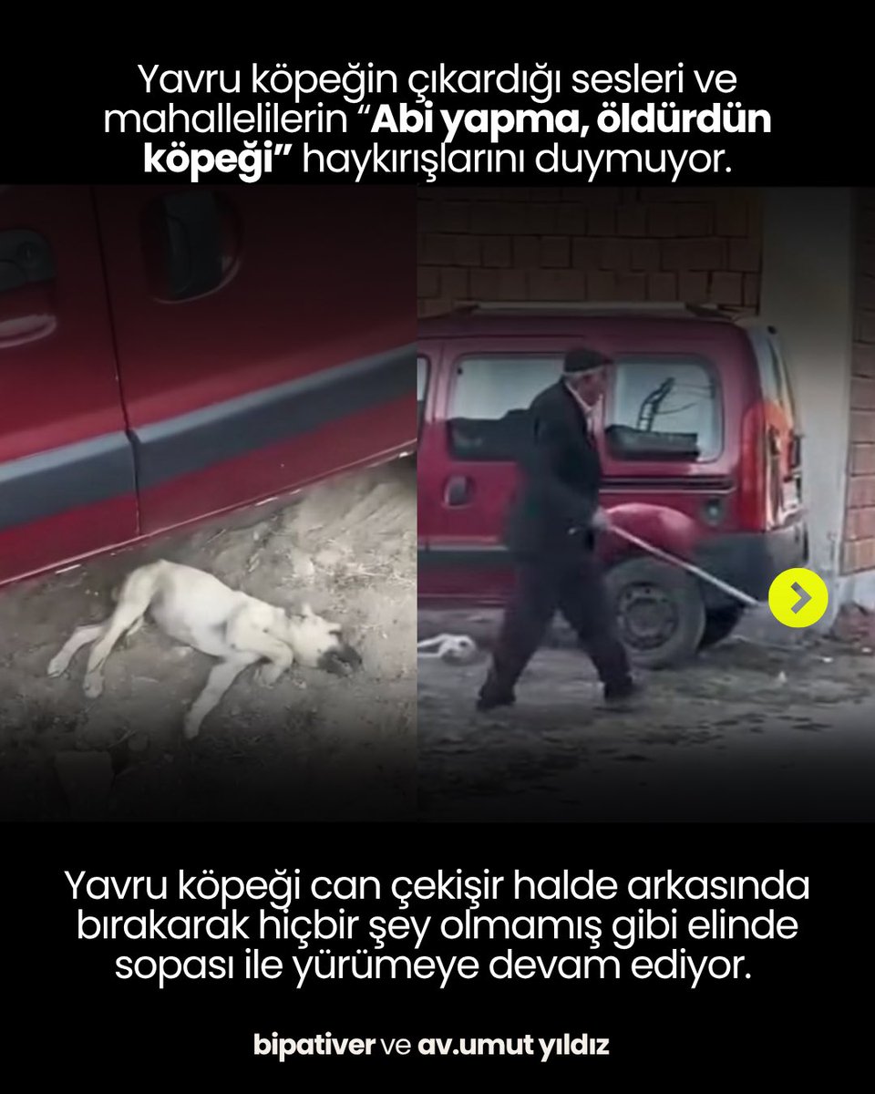 bipativer's tweet photo. Sivas’ta, ansızın köşeye sıkıştırılarak başı ve vücuduna sopa ile defalarca vurulan yavru köpeğin hayati tehlikesi devam ediyor. Köpeklerin ölüm kamplarına alınıp öldürülmesi düzenlemesini içeren son yasa değişikliği ile canavar ruhlu insan müsveddeleri cesaretlendirildi.

#sivas https://t.co/S2KkZn743F