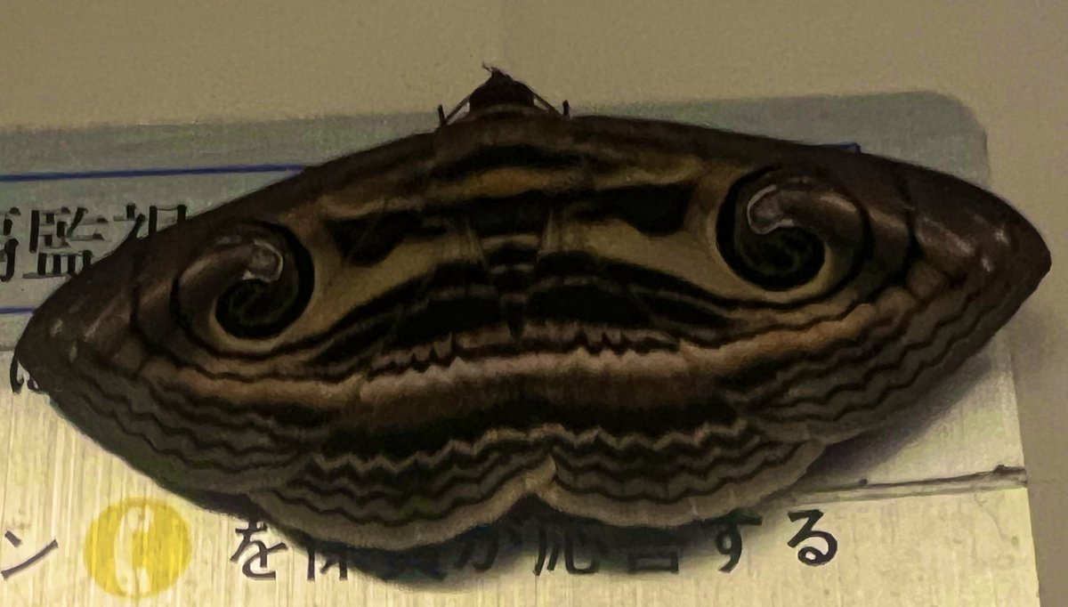 Bugbites4U's tweet image. なんか色々つまってる
陰陽のマークに髭のおじさん、
それとゴン太くん？