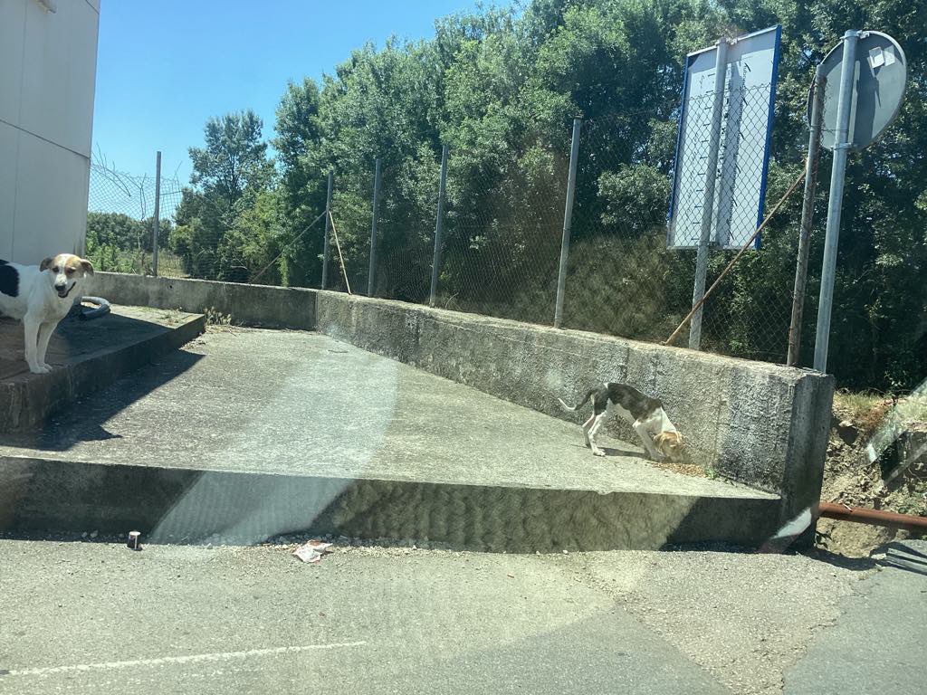 GillyMeeky's tweet image. Day1 Danjola’s monthly Montenegro food fundraiser. She is thankful every month for the help with give to feed the stray dogs and extra food for the kill shelter dogs. Please will you join me again 🙏❤️ Tinyurl.com/DanjolaFood