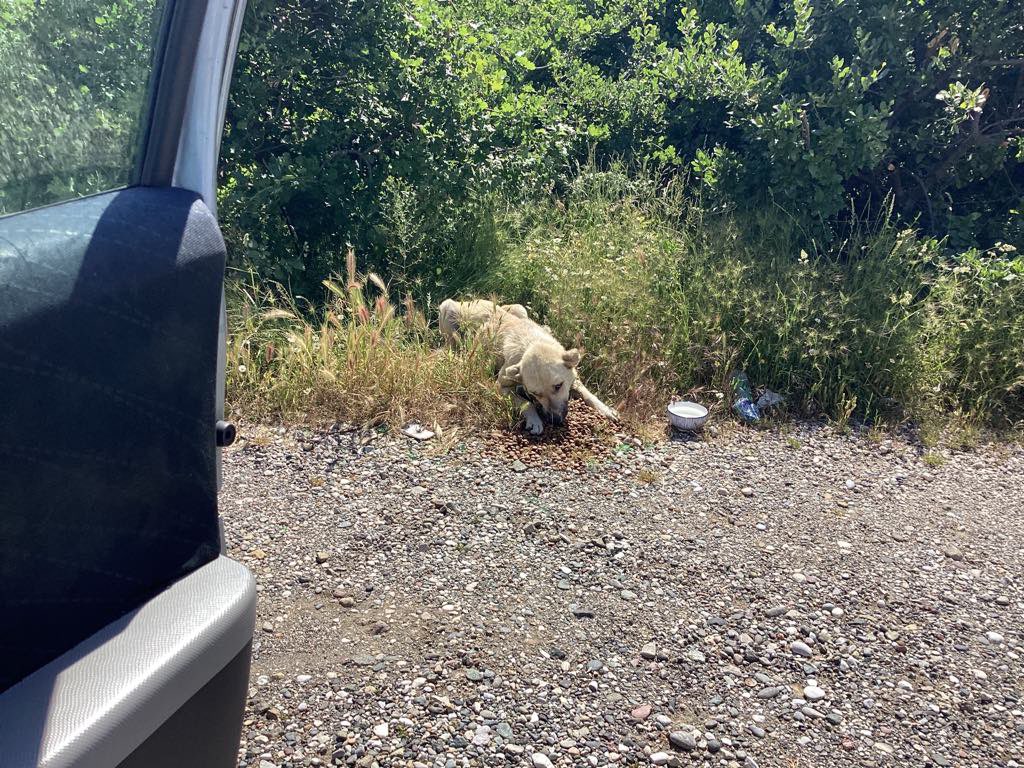 GillyMeeky's tweet image. Day1 Danjola’s monthly Montenegro food fundraiser. She is thankful every month for the help with give to feed the stray dogs and extra food for the kill shelter dogs. Please will you join me again 🙏❤️ Tinyurl.com/DanjolaFood