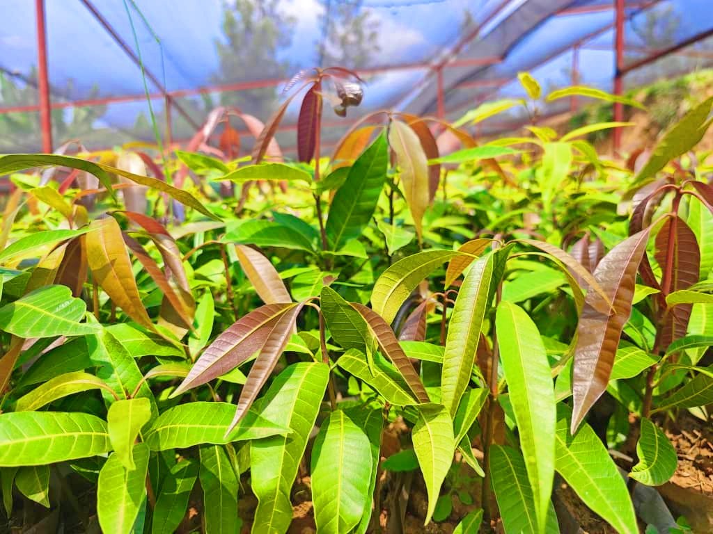GreengoalR's tweet image. 🙋Farmer, get ready🎉🎉! This planting season, let's fill our landscapes with quality seedlings.
Avocado 🥑, Mango🥭, Orange 🍊 and others will be ready between October and December!
Pre_order your tree seedlings today call us at +250 790 124 056.