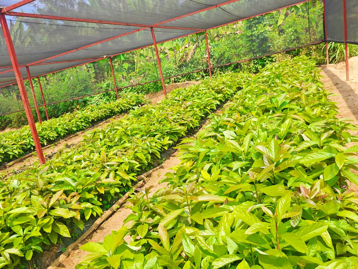 GreengoalR's tweet image. 🙋Farmer, get ready🎉🎉! This planting season, let's fill our landscapes with quality seedlings.
Avocado 🥑, Mango🥭, Orange 🍊 and others will be ready between October and December!
Pre_order your tree seedlings today call us at +250 790 124 056.