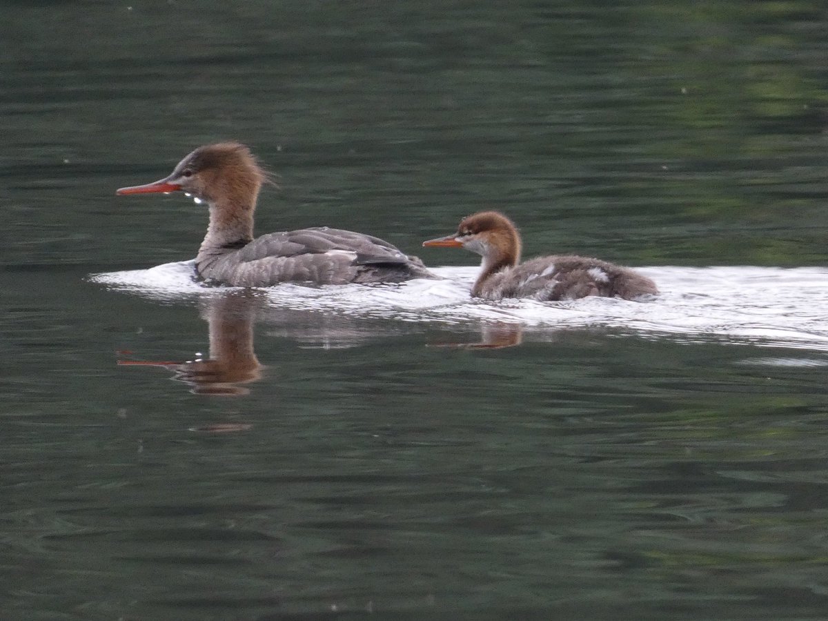 rfj1966's tweet image. Morning wanderings to the lake. Not much in the way of stunning landscapes as it was a grey morning. Brightening up a bit now though 😊👍 Heron flying passed the bench as I approached. @phil_d13 @martgathercole