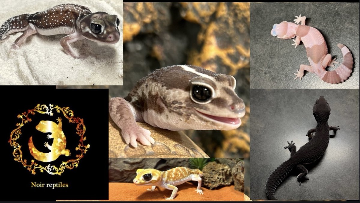 exoticreptilexp's tweet image. ☆7/27(日)に開催されるEXPO東京浅草がいよいよ明日開催されます!!!
Noir Reptiles さんを紹介致します♪
ニシアフ、タマオヤモリ、レオパをメインに繁殖・販売しております♪
可愛い子た... 詳しくは 2su.jp/0UUW