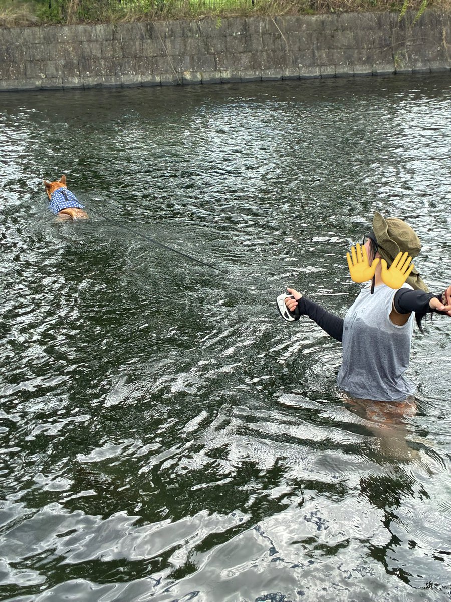 Nons00410540's tweet image. 湧水天然プールの隣で泳いできたよ〜
ママもたぬきちに付き合って入りました
子供達シュノーケルで潜ったりしててすっげー👀
湧水だからめっちゃ冷たかった!