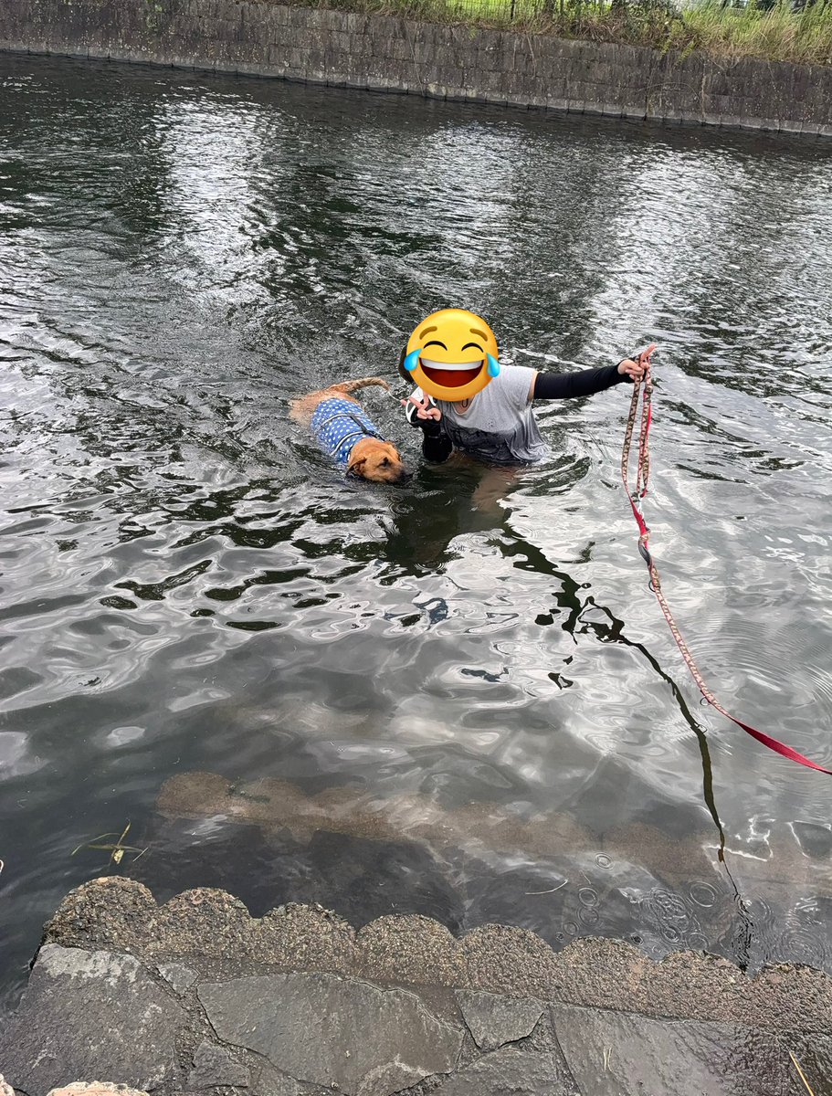 Nons00410540's tweet image. 湧水天然プールの隣で泳いできたよ〜
ママもたぬきちに付き合って入りました
子供達シュノーケルで潜ったりしててすっげー👀
湧水だからめっちゃ冷たかった!