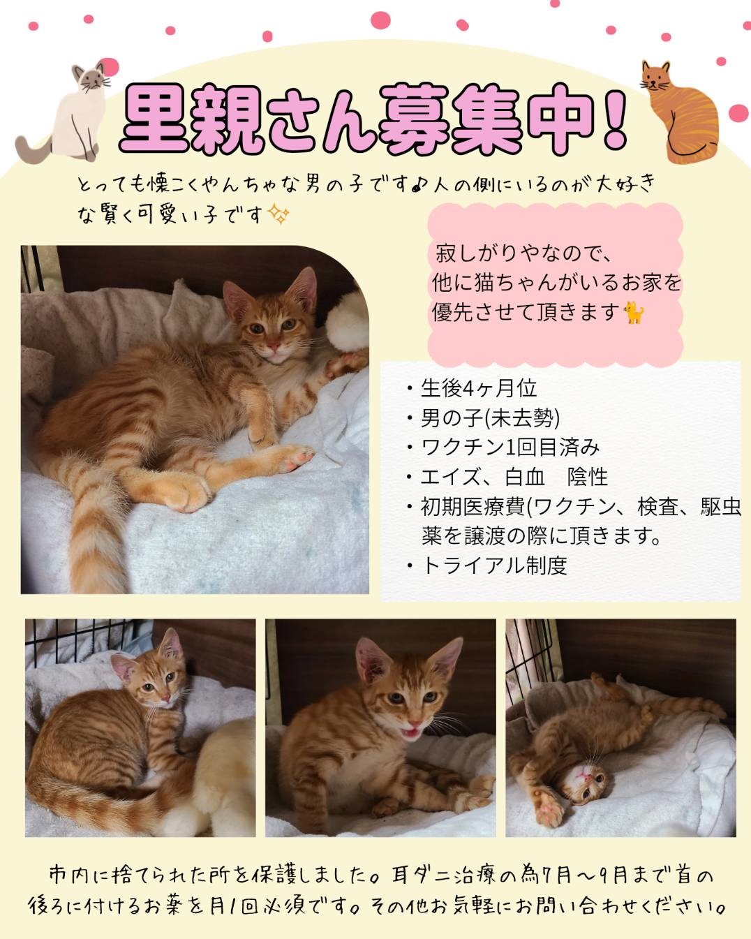ちびねこ 直接受け渡し ひだまりねこ on X: 